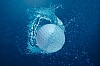 Фотография «Мяч в воде»